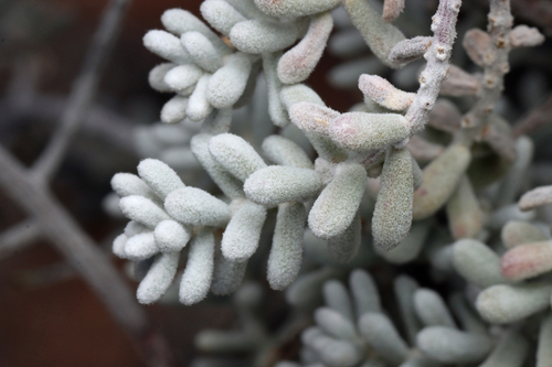 Image of Maireana sedifolia by no rights reserved