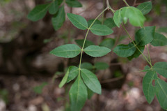 Commiphora edulis