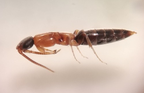 Sclerogibbidae