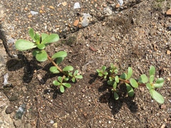Portulaca oleracea