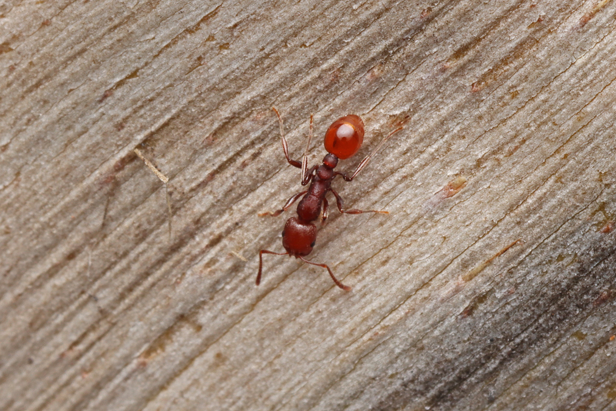 Chelaner bihamatus