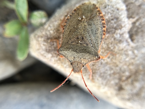 Euschistus inflatus photo 3