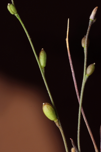 Narrow Thread-petal (Stenopetalum lineare)