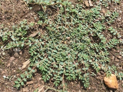 Euphorbia prostrata