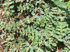 Euphorbia prostrata