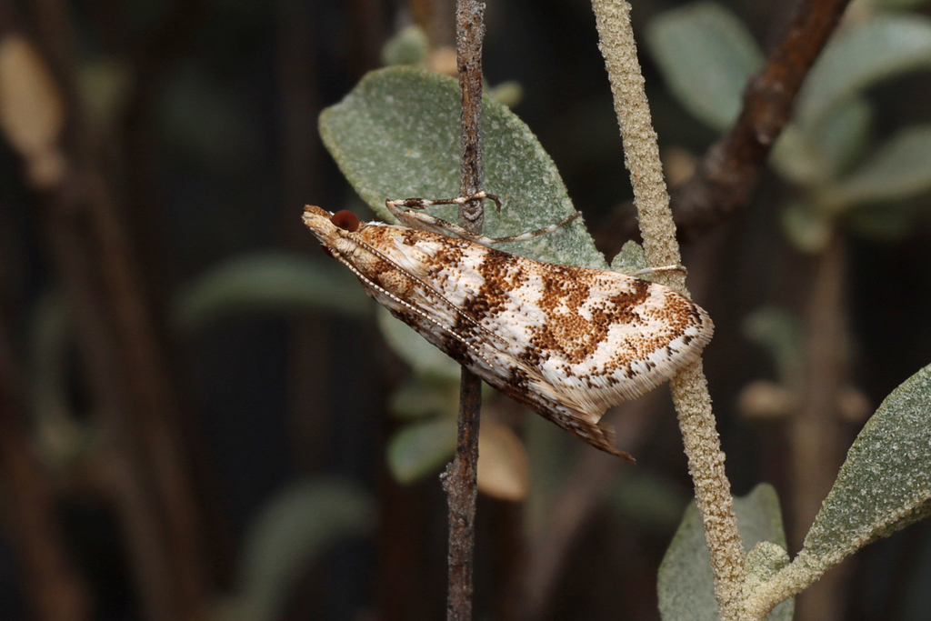 Sedenia polydesma