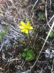 Ranunculus lapponicus