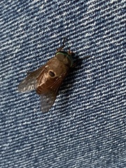 Tabanus albocirculus