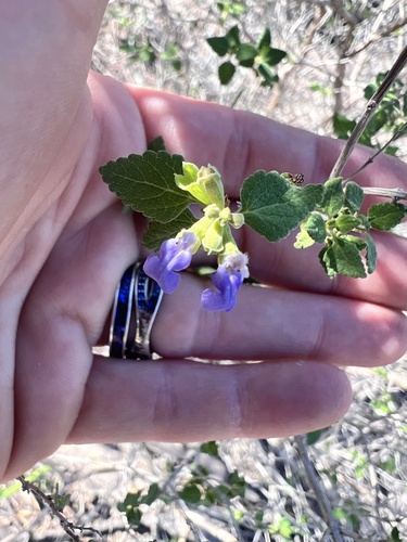 Image of Salvia ballotiflora by (c) Jessica Moulton, some rights reserved (CC BY)