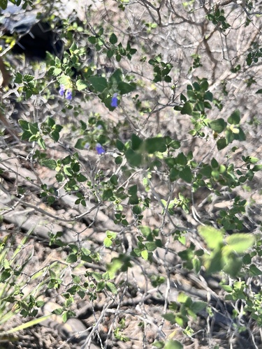 Image of Salvia ballotiflora by (c) Jessica Moulton, some rights reserved (CC BY)