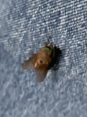 Tabanus albocirculus