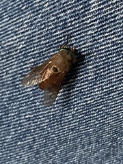 Tabanus albocirculus