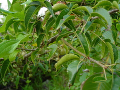 Commiphora harveyi