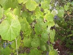 Vitis girdiana