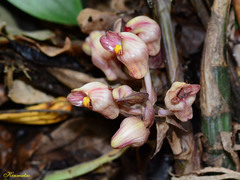 Acanthophippium