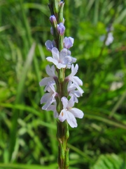 Verbena simplex