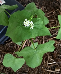 Fagopyrum esculentum