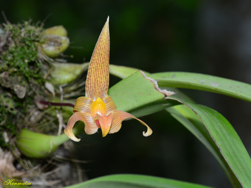 Lobb's Bulbophyllum