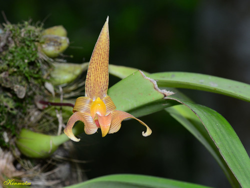 Bulbophyllum lobbii Lindl.