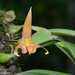 Bulbophyllum lobbii - Photo (c) Kinmatsu Lin, some rights reserved (CC BY-NC), uploaded by Kinmatsu Lin