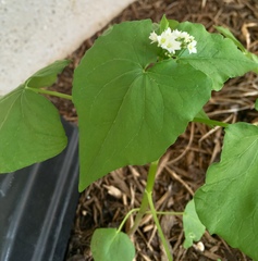 Fagopyrum esculentum