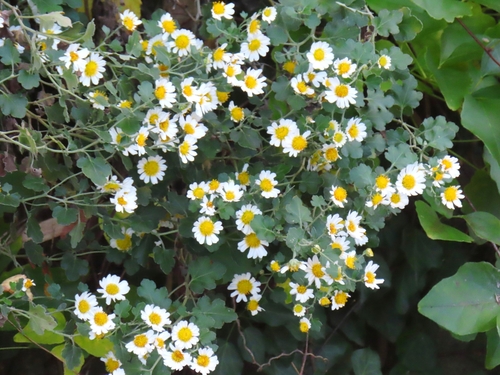Chrysanthemum wakasaense iNat (3)