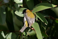 Melithreptus affinis