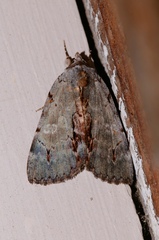 Catocala grynea