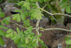 Commiphora marlothii