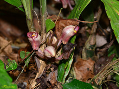 Acanthophippium