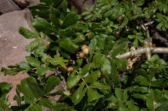 Commiphora marlothii