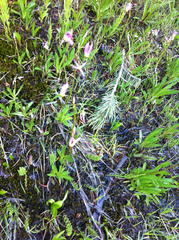 Dodecatheon