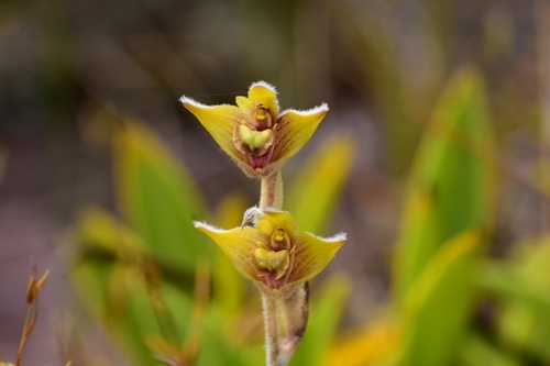 Dendrolirium lasiopetalum, 2024-10-26