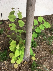Cercis canadensis