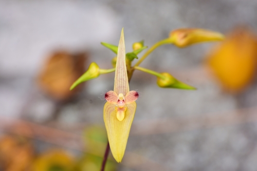 Bulbophyllum blepharistes Rchb.f. 4