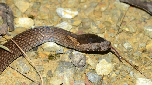 Golden-crowned Snake sighting