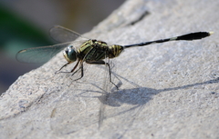 Orthetrum sabina