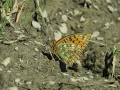 Argynnis niobe