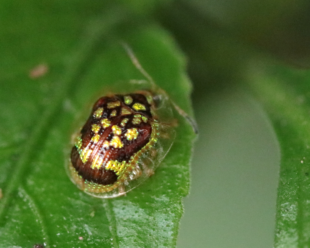 Microctenochira brasiliensis
