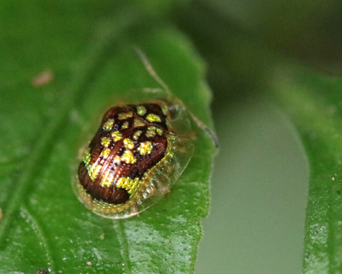 Microctenochira brasiliensis