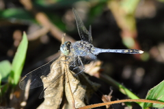 Diplacodes trivialis