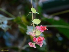 Aeschynanthus tricolor