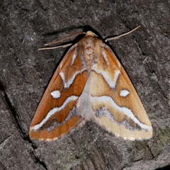 Caripeta angustiorata