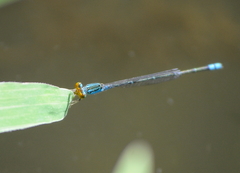 Pseudagrion rubriceps