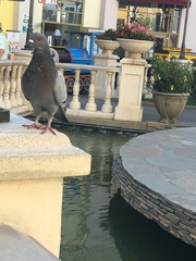 Columba livia
