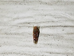 Erythroneura rubra