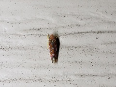 Erythroneura rubra
