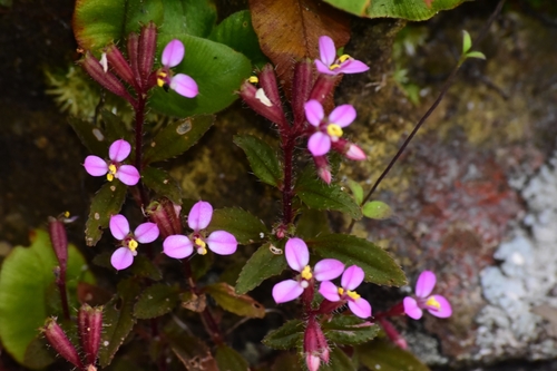 Sonerila erecta observed 2024-10-29
