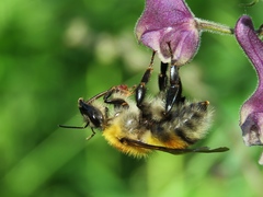 Bombus consobrinus