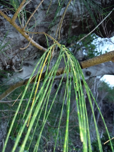 Casuarina equisetifolia observed 2019-07-17